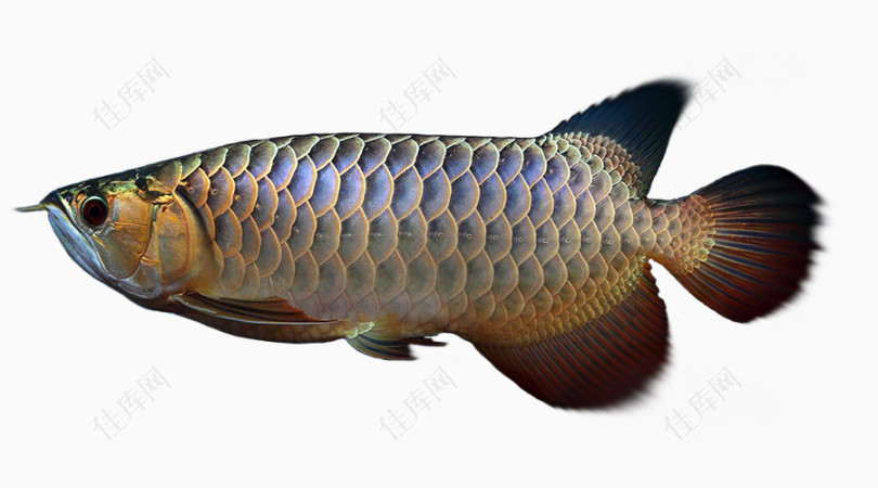 20191011 Thin frame red dragon fish ASIAN AROWANA,AROWANA,STINGRAY The2sheet