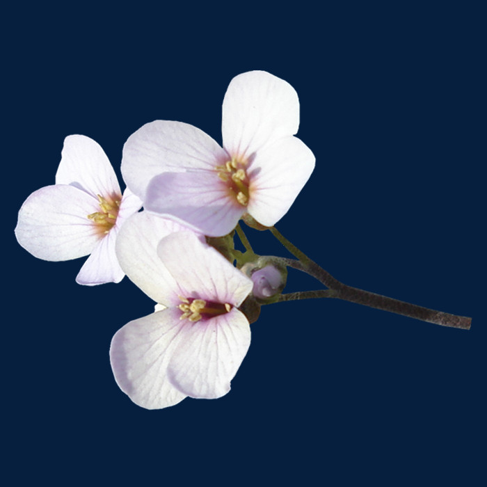 漂亮花儿png透明图片素材免费下载 花卉植物 700像素 编号6727968 Png格式 佳库网
