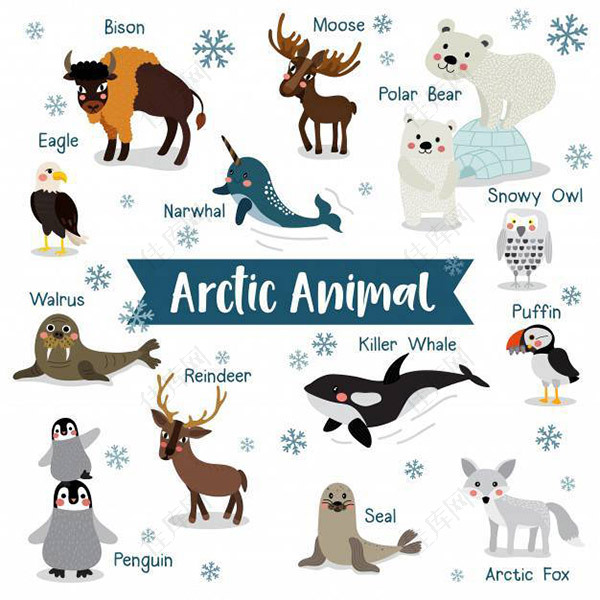 卡通北极动物