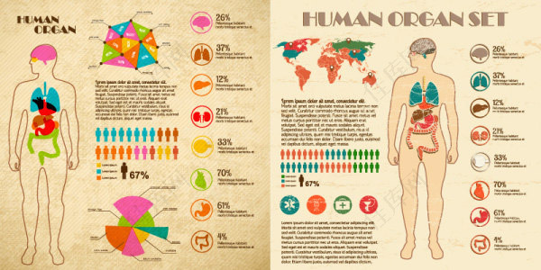 人体结构信息图
