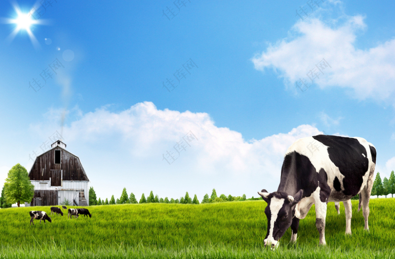 牧场奶牛太阳草原绿草地背景素材