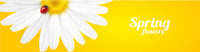 清新黄底白色菊花背景