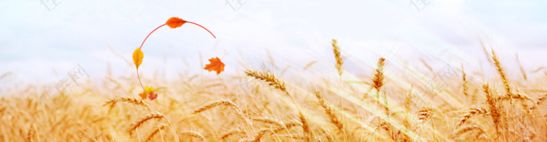 梦幻秋季小麦丰收背景