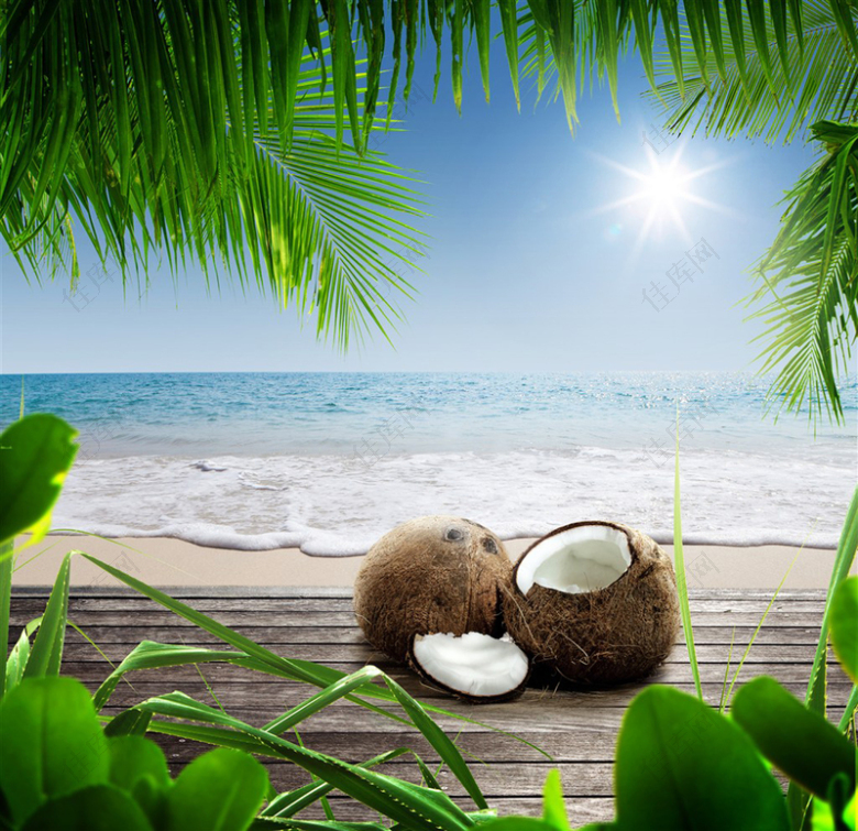 清新海滩椰子树下的椰子