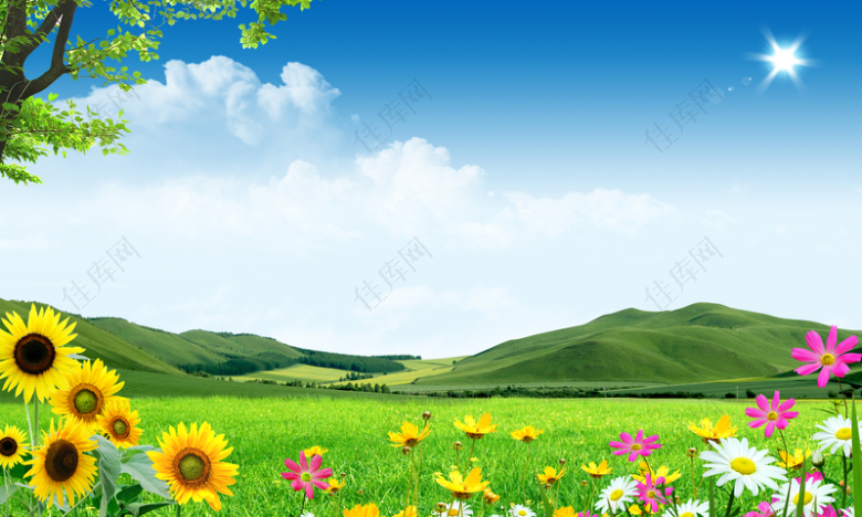 草原蓝天白云向日葵风景绿山
