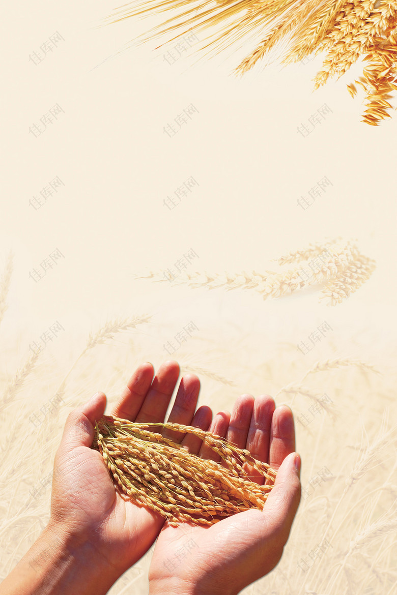 中国风水稻简洁背景素材