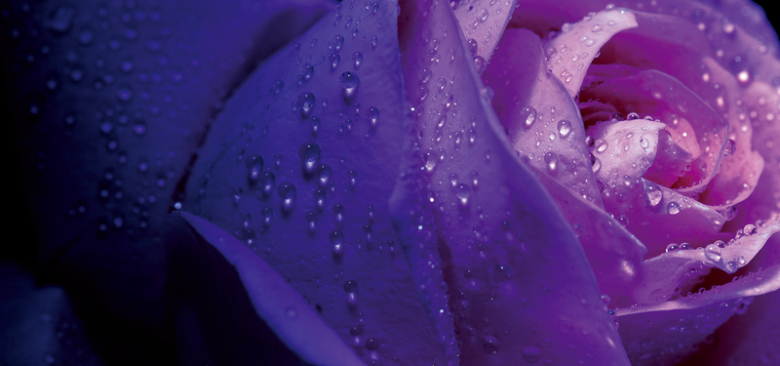 唯美紫色花朵背景