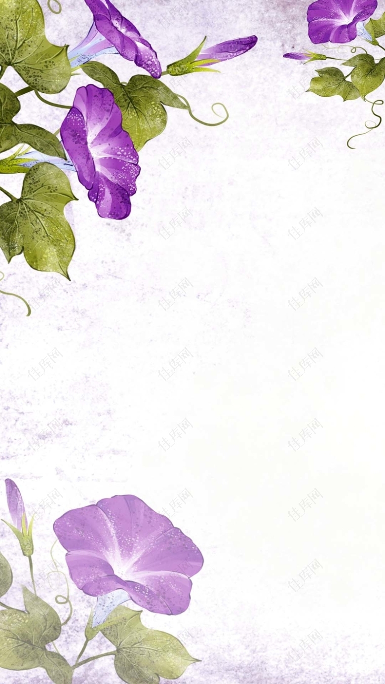 紫色牵牛花插画PS源文件H5背景素材