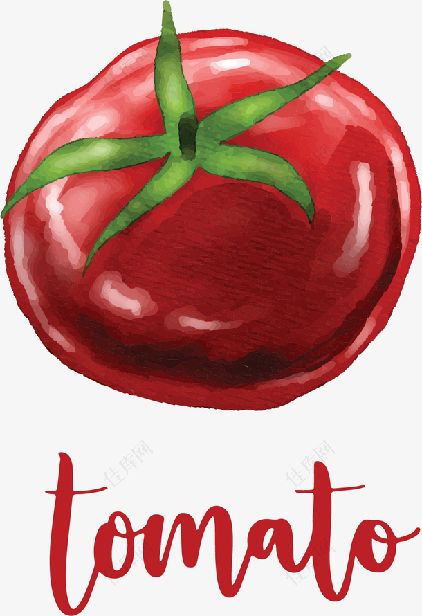 水彩手绘红色番茄