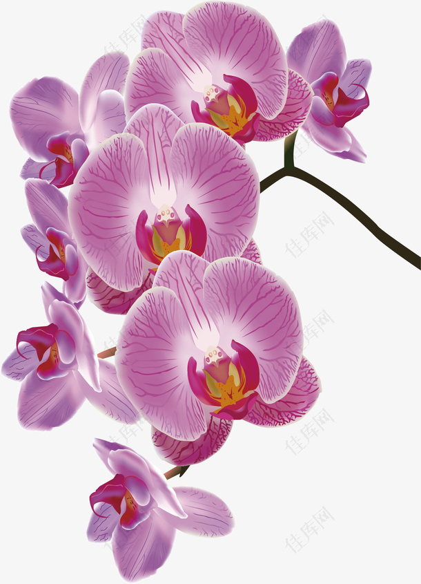 紫红色水墨玉兰花图片