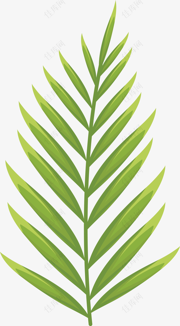 矢量绿色棕榈叶叶子图