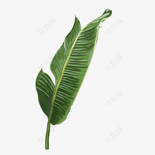 绿色热带植物叶子元素
