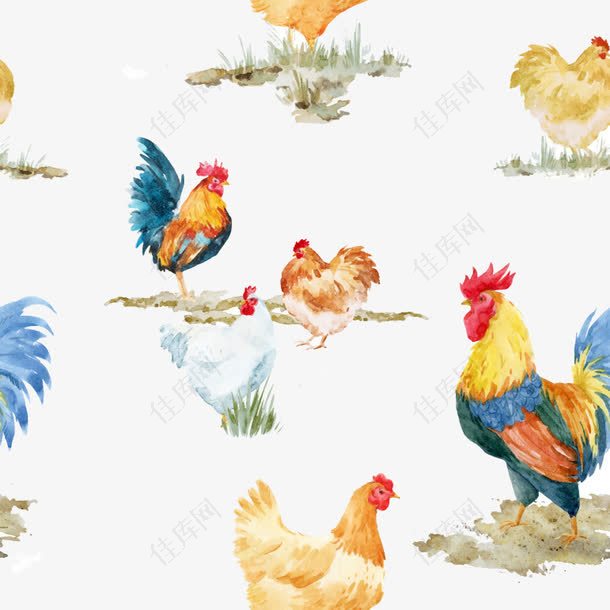 卡通手绘彩色公鸡群白色鸡