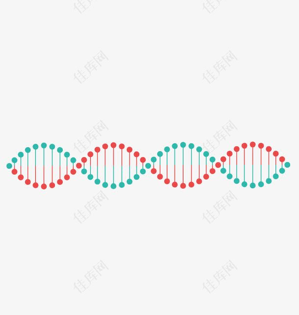 矢量DNA遗传基因