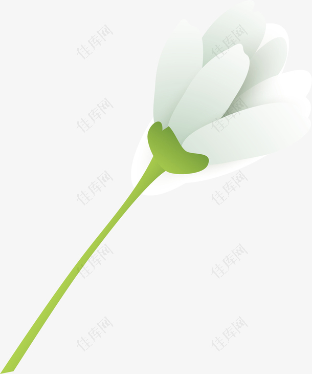 矢量图白色百合花