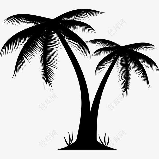 海边椰树