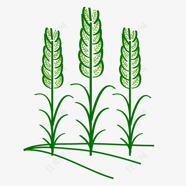 农业植物麦穗矢量图形图标