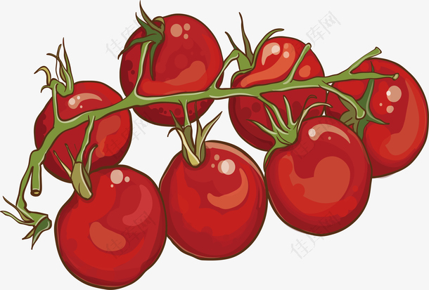 精美西红柿设计