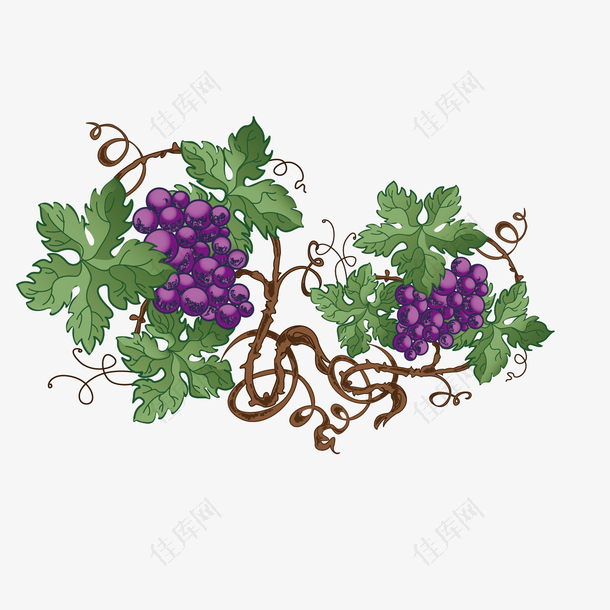 手绘紫色葡萄设计素材
