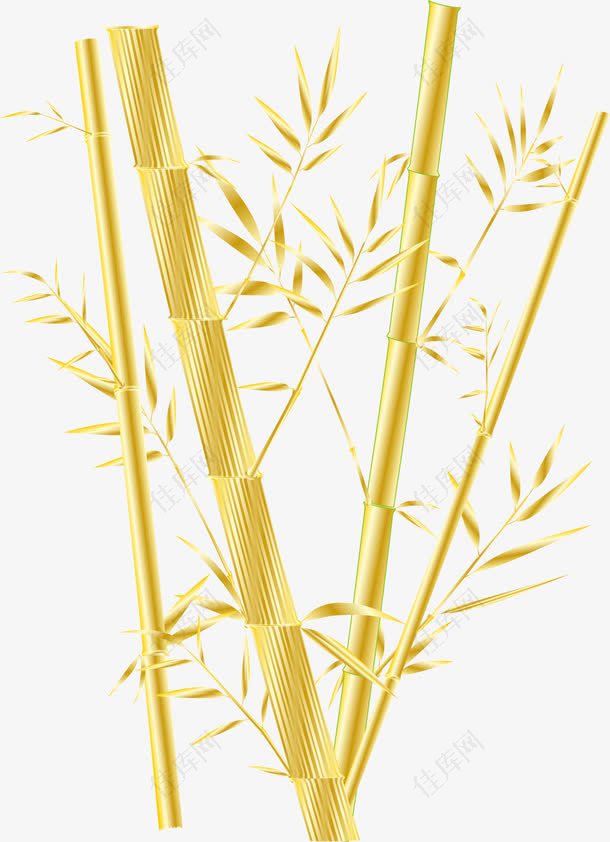金色竹叶竹子