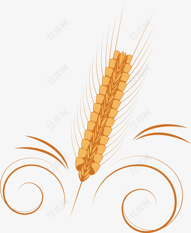 麦穗金色谷物矢量图