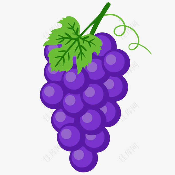 一串手绘的紫色葡萄