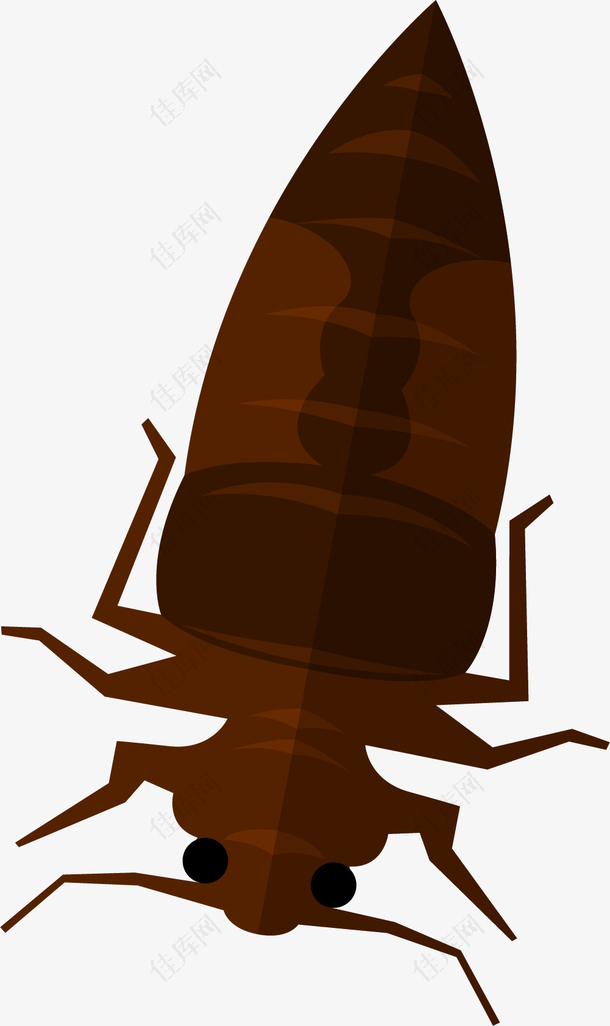 黑褐色尖锐的硬壳昆虫