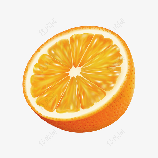 矢量手绘橙子剖面