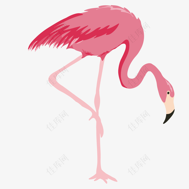粉红色低头火烈鸟