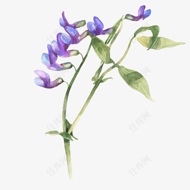 一枝手绘的紫色蝴蝶兰