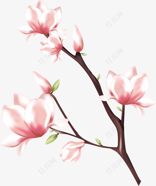 矢量手绘美丽粉色桃花