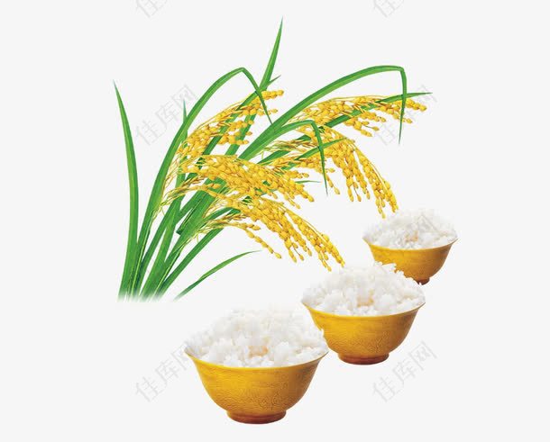 稻谷和米饭