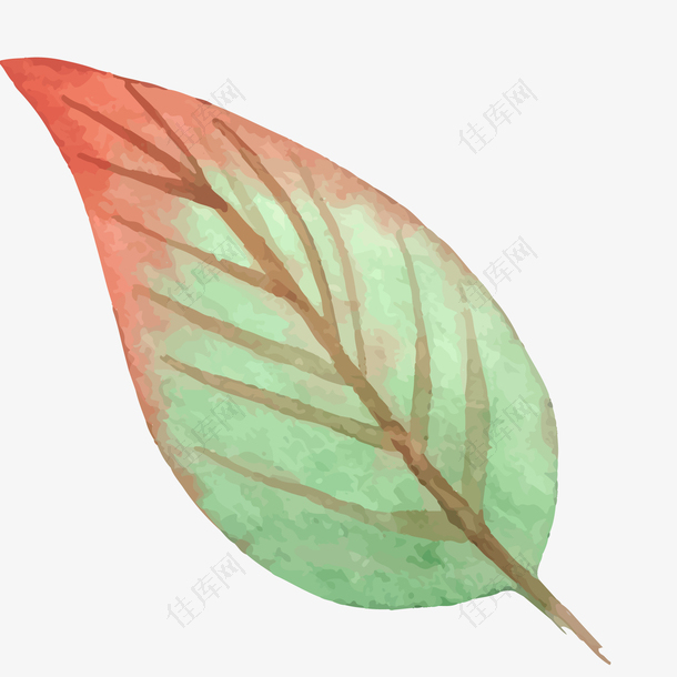卡通彩色的植物叶子设计