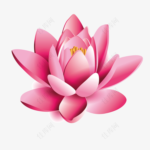粉色植物莲花元素
