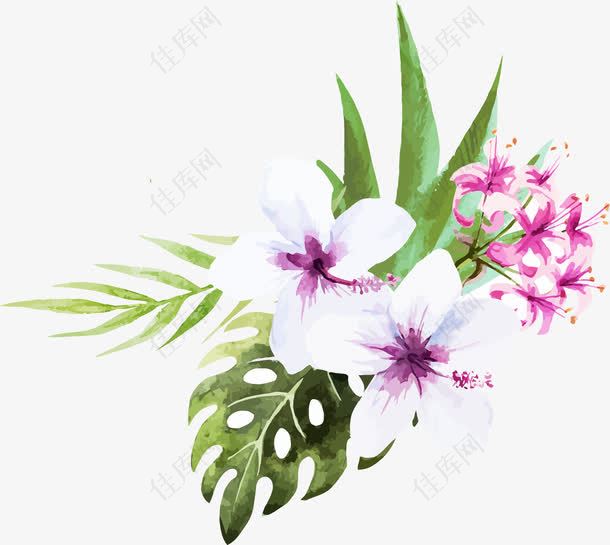 白色扶桑花和蝴蝶兰矢量图
