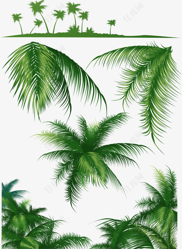 矢量手绘绿色椰树叶片