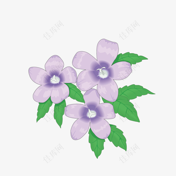 美丽紫色薰衣草