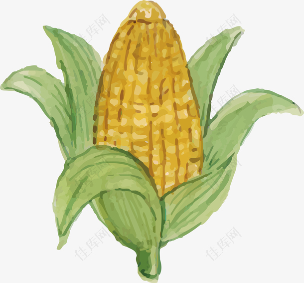 水彩手绘玉米