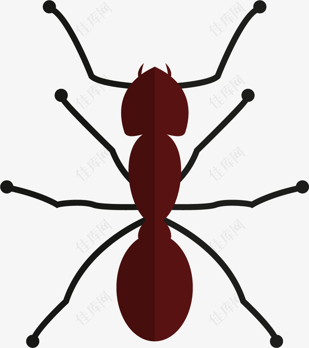 红黑色蚂蚁