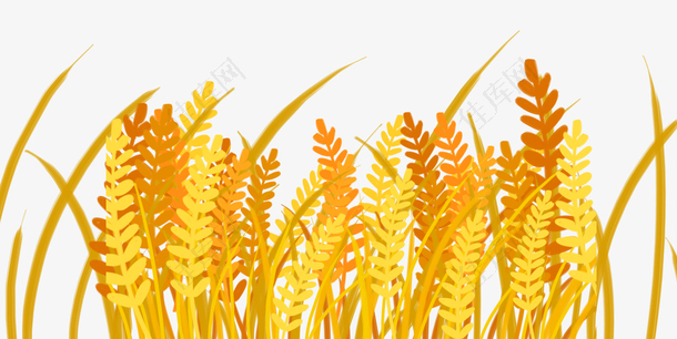 黄色黄金麦穗麦田