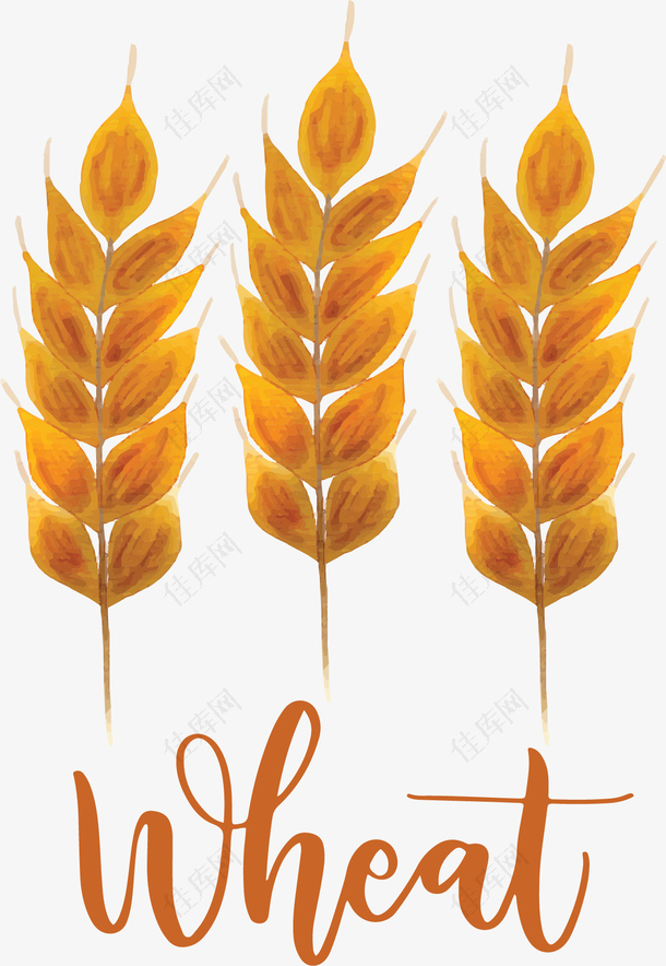 金色水彩手绘小麦