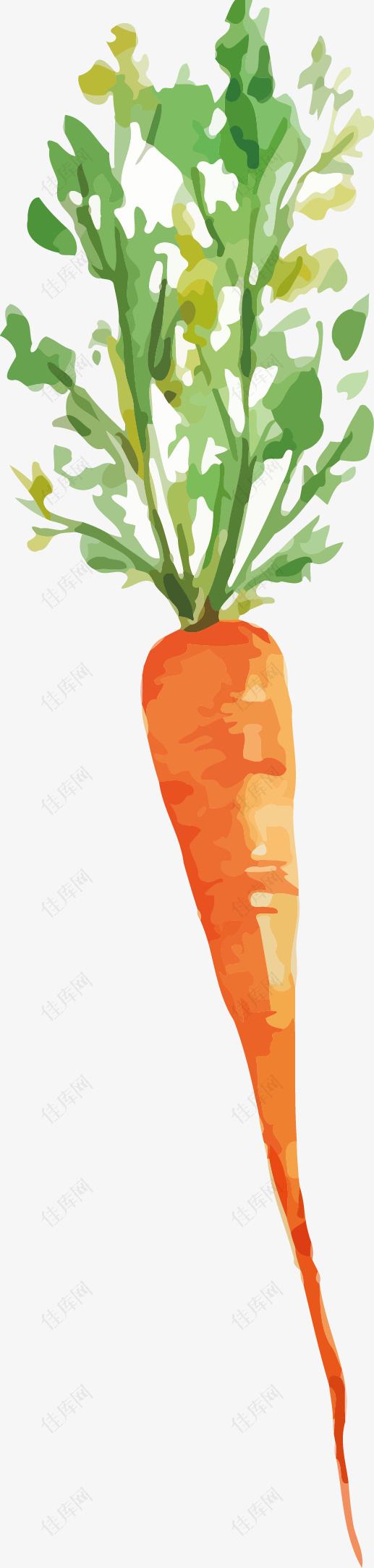 手绘的胡萝卜