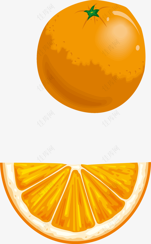 手绘橙子矢量图