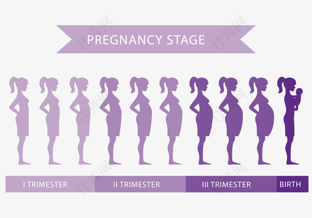 女性怀孕体型的变化