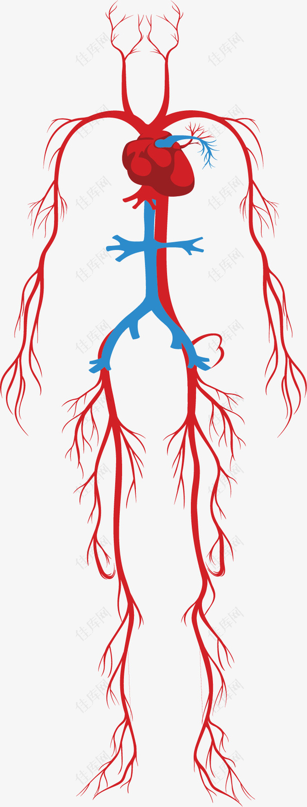 人体系统的颈动脉