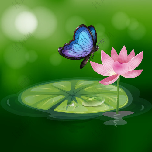 粉色莲花一只蝴蝶