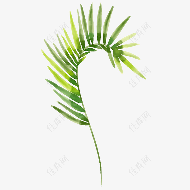 水彩绘绿色棕榈树叶