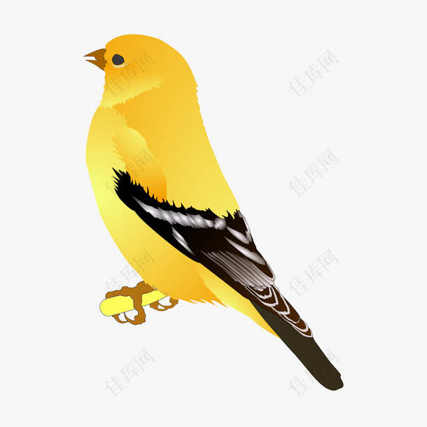 黄鹂鸟