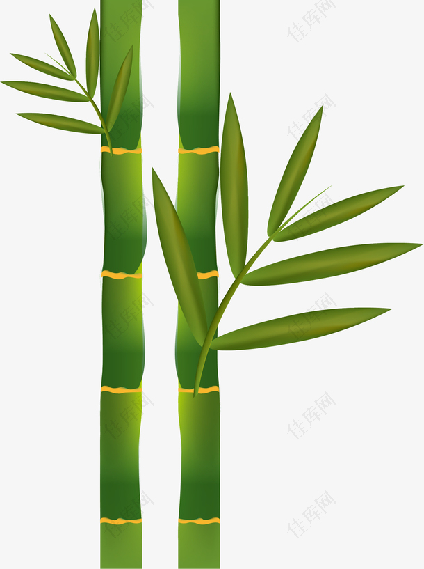 植物竹子矢量图