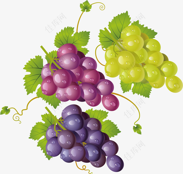 矢量图水彩美味葡萄
